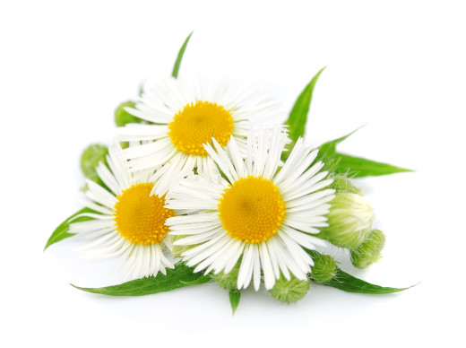chamomile with leaves on a white background